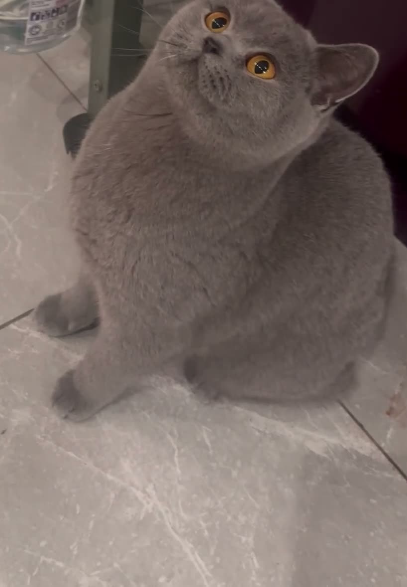 British Shorthair cats for sale: Gorgeous blue british shorthair  - Video 2
