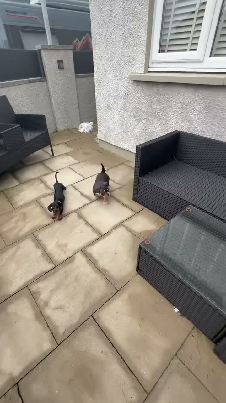 American Bully dogs for sale: Only one male puppy left available,  in Cleator Moor - Video 1
