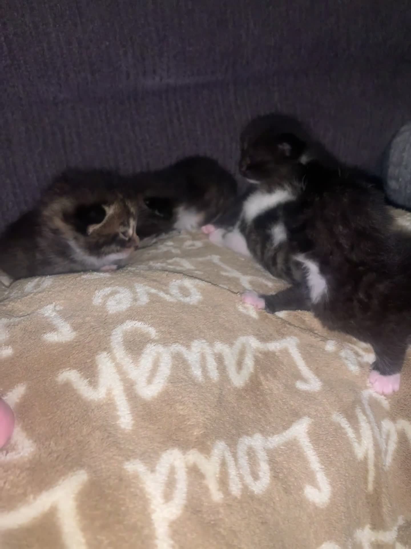 Mixed Breed cats for sale: Lovely fluffy playful kittens  - Video 1