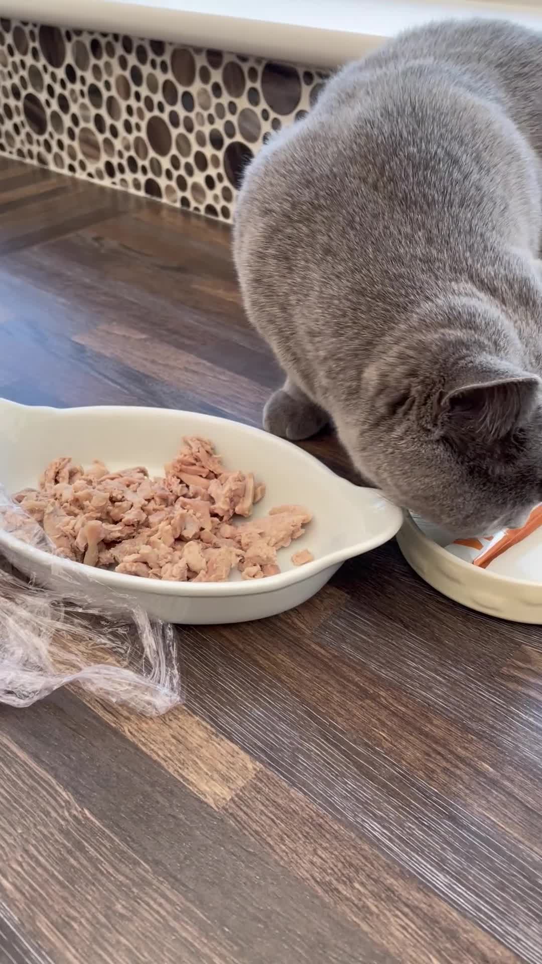 British Shorthair cats for sale: British Shorthair Female 3 yrs old - Video 1