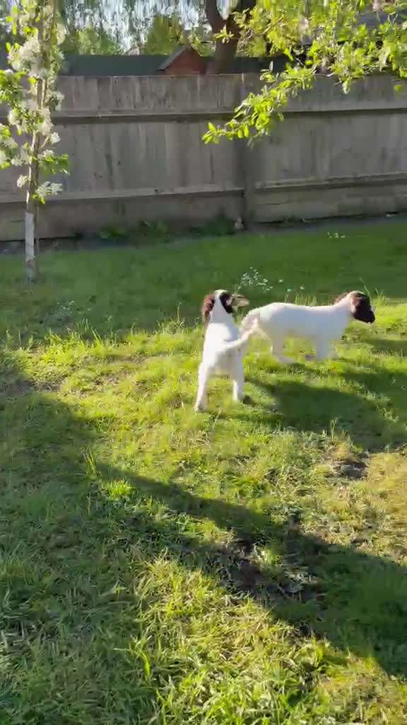 English Springer Spaniel dogs for sale: English springer spaniel  in Southam - Video 2