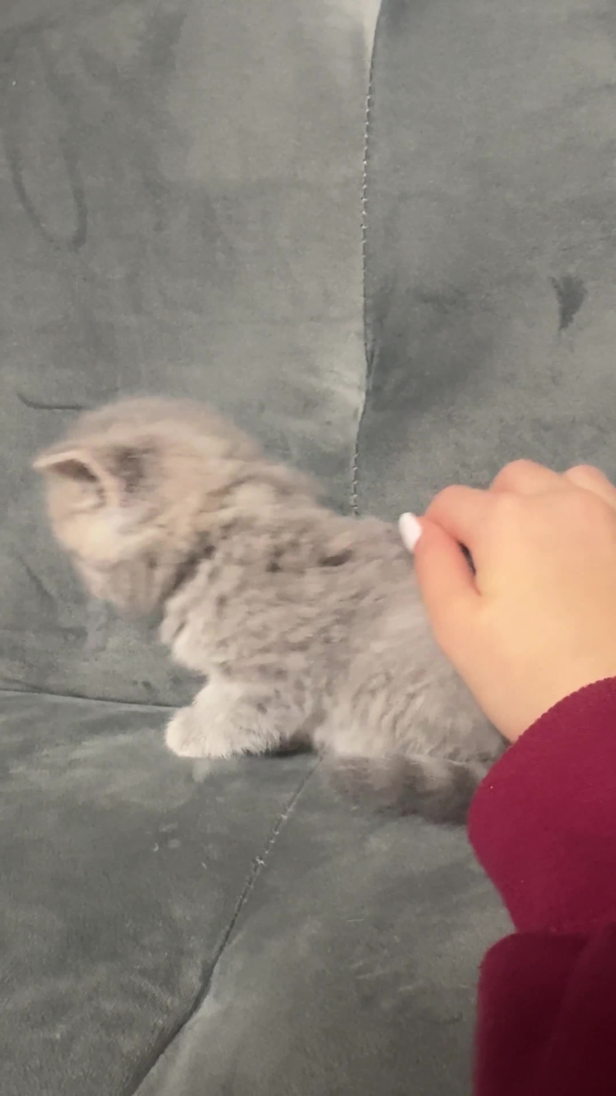 British Shorthair cats for sale: 5 British shorthair kittens  - Video 1