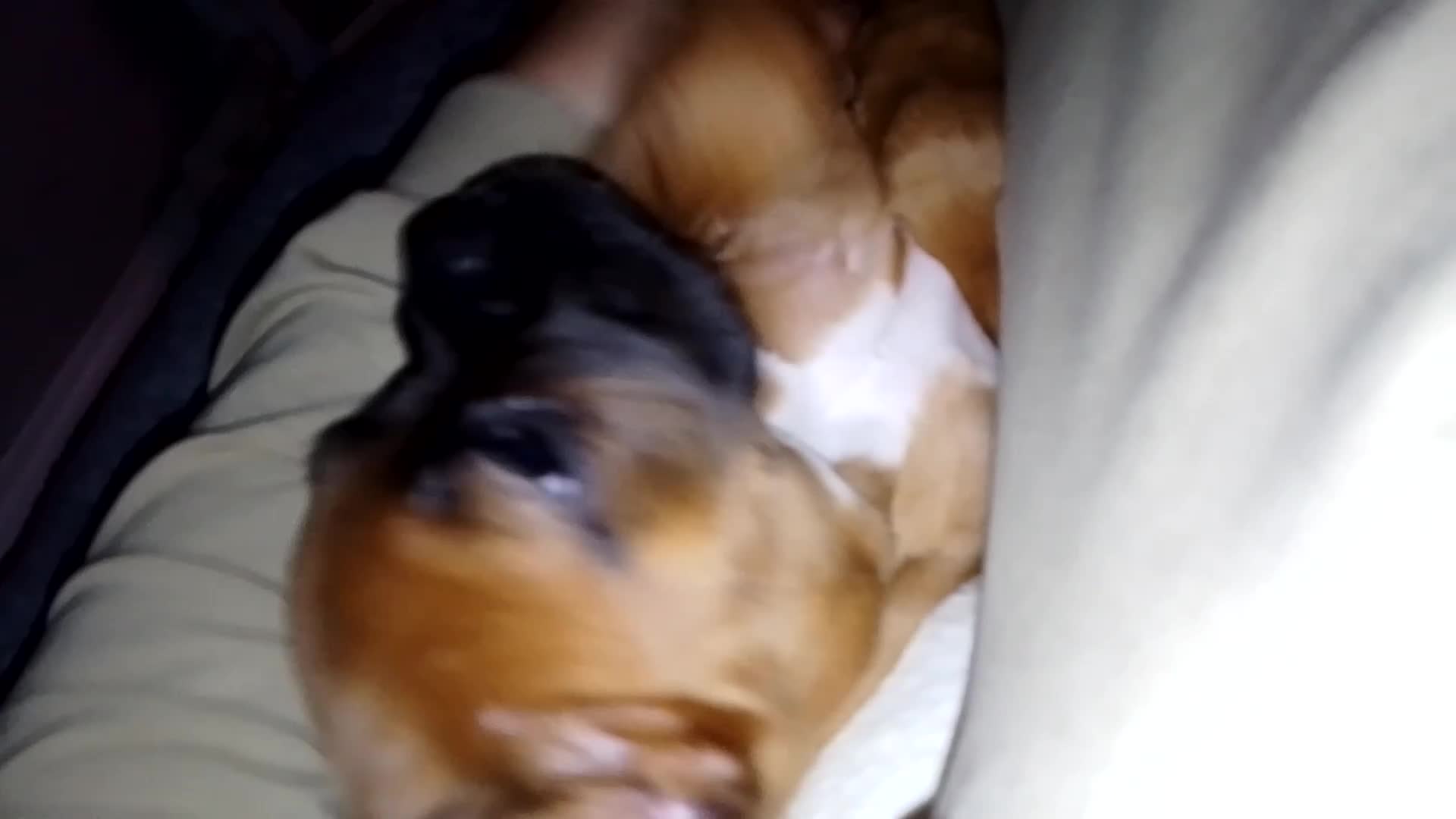 Boxer dogs for sale: Ready To Leave - Boxer Puppy - Video 1