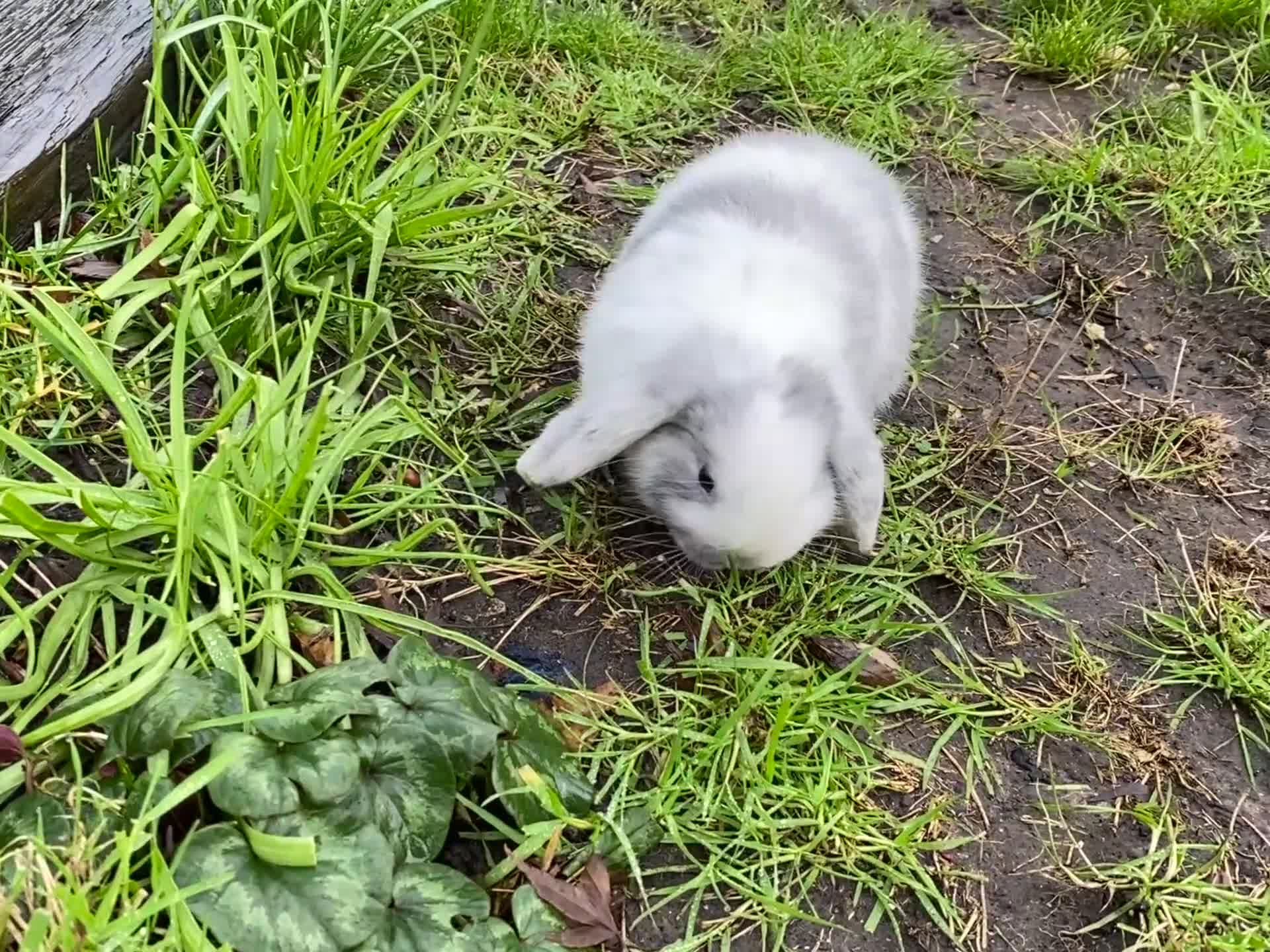 Mini Lion Lop rabbits for sale: Mini lops for sale - Video 2
