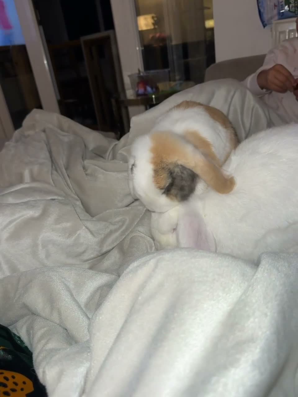 Mini Lop rabbits for sale: Two bonded mini lops 1 year old - Video 1