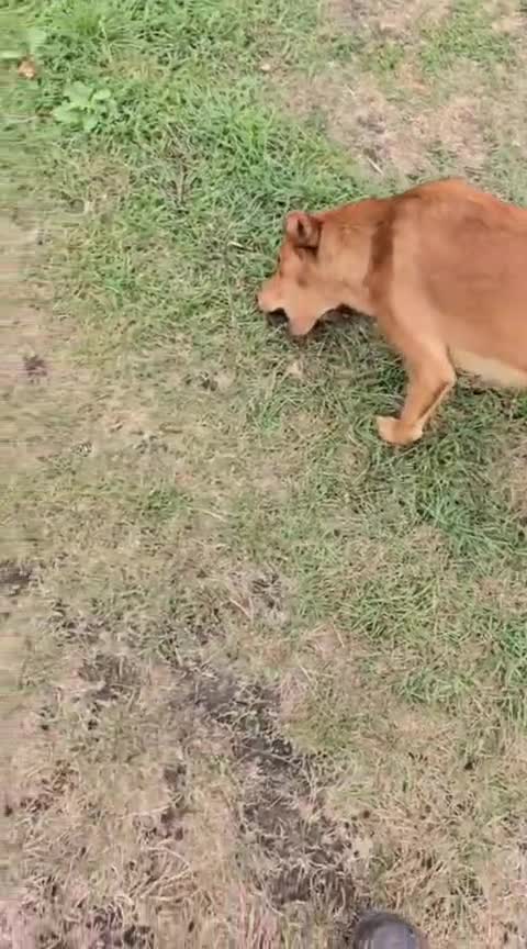 Mixed Breed dogs for adoption: 💙🐶 ARCHIE AND ARNY🐶💙 - Video 2