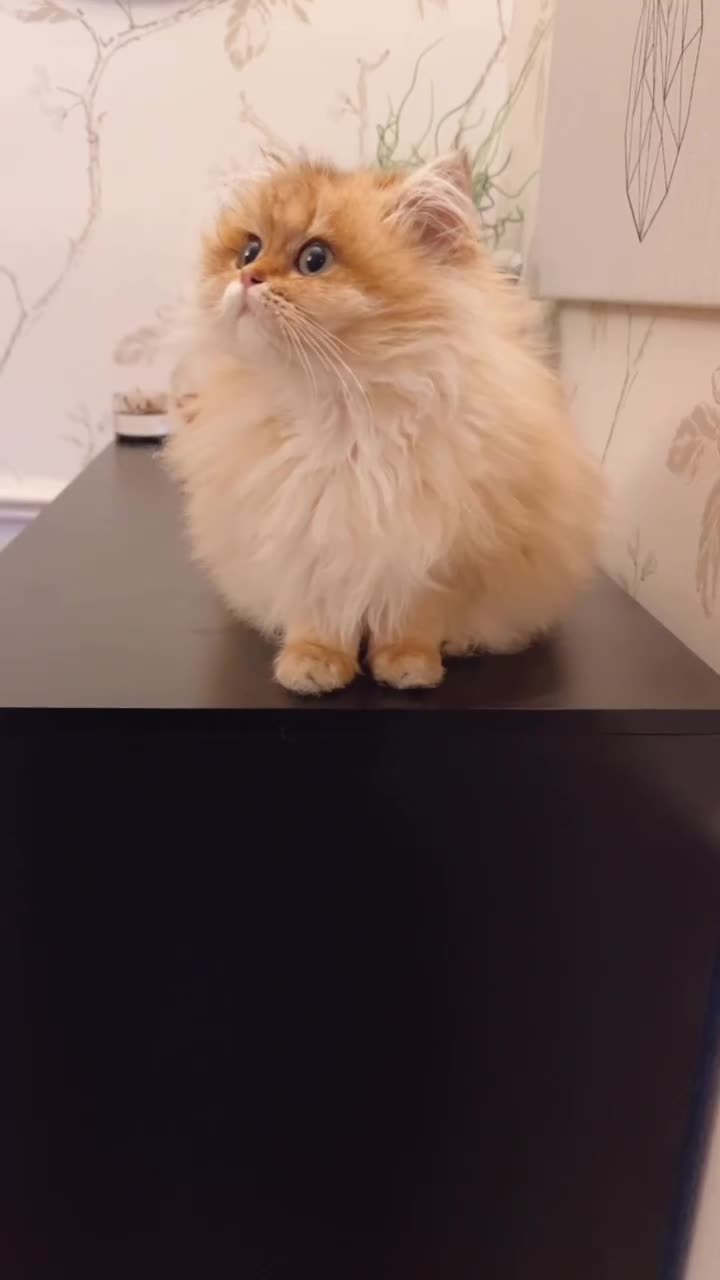 British Longhair cats for sale: British longhair kitten Golden NY11 - Video 1