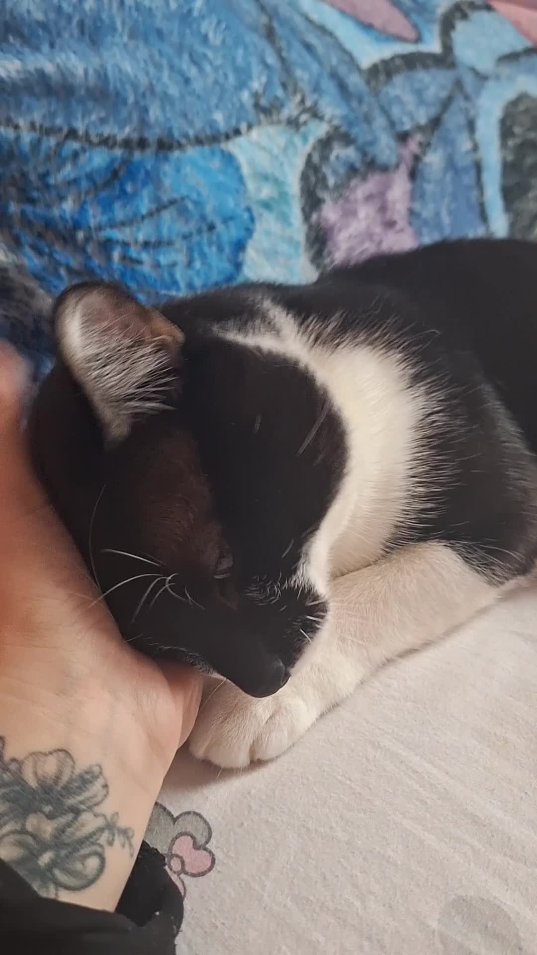 Mixed Breed cats for sale: Loving cat - Video 2