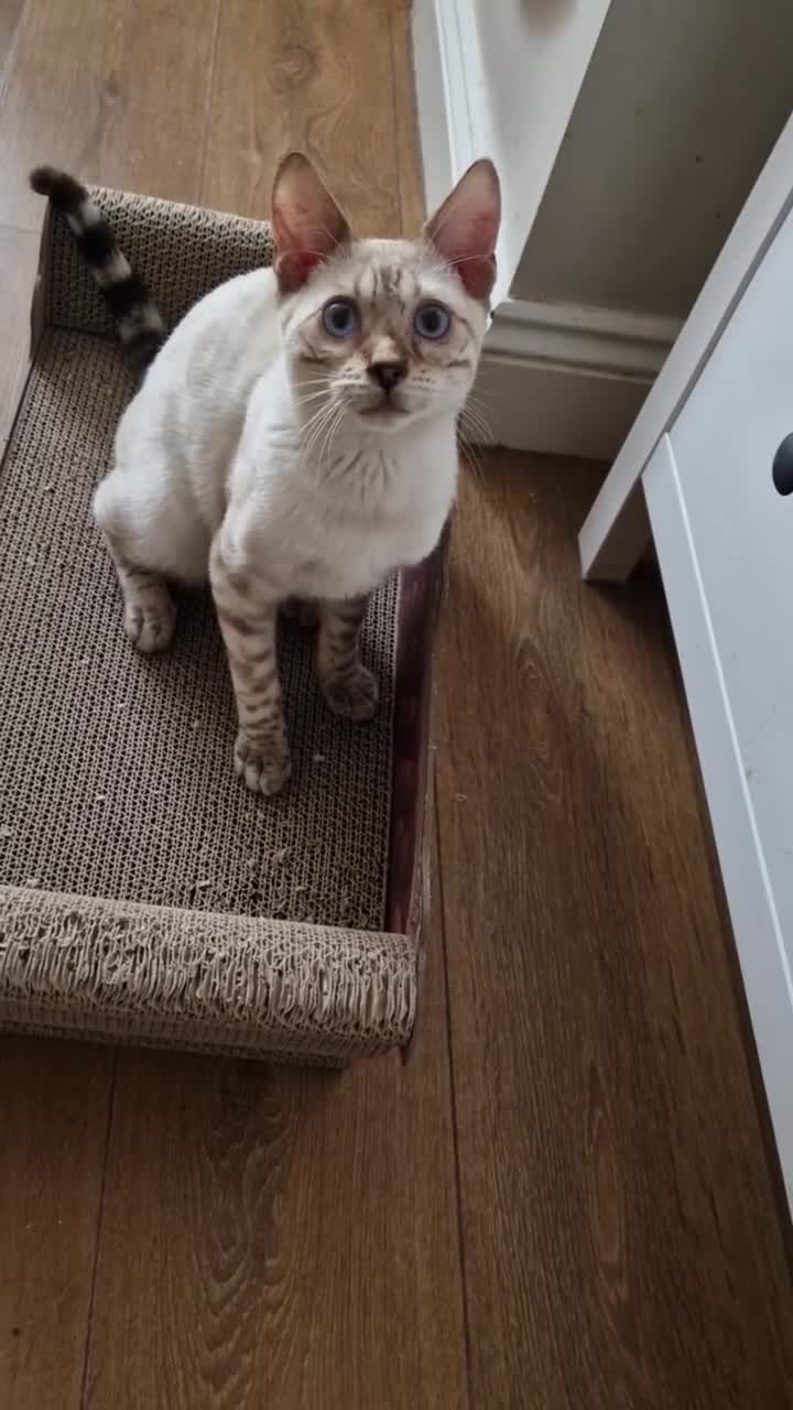 Bengal cats for sale: Purebred Bengal boy whit blue eyes 💙 - Video 3