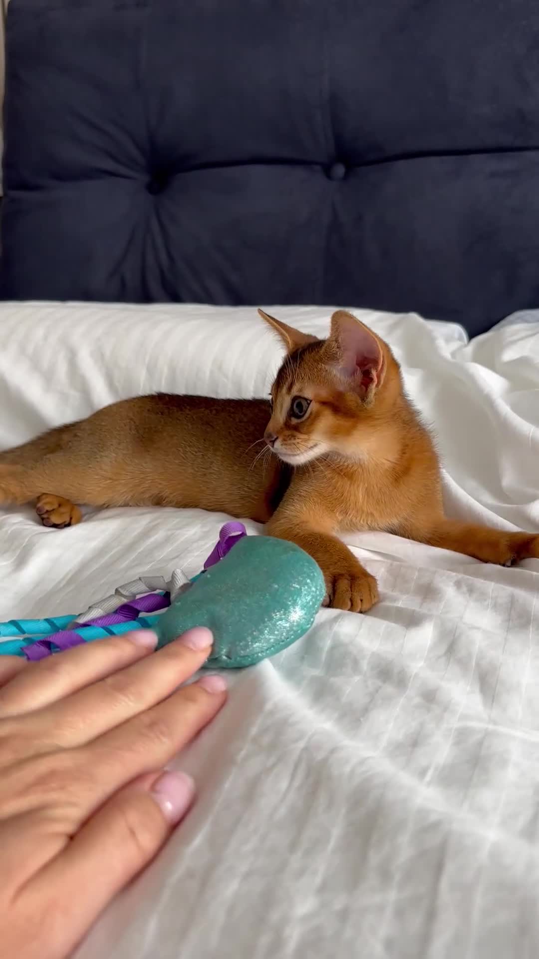 Abyssinian cats for sale: Perfect girl Ready to Go 💝 - Video 1