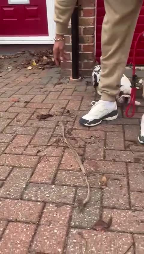 French Bulldog dogs for sale: French bulldog - Video 1