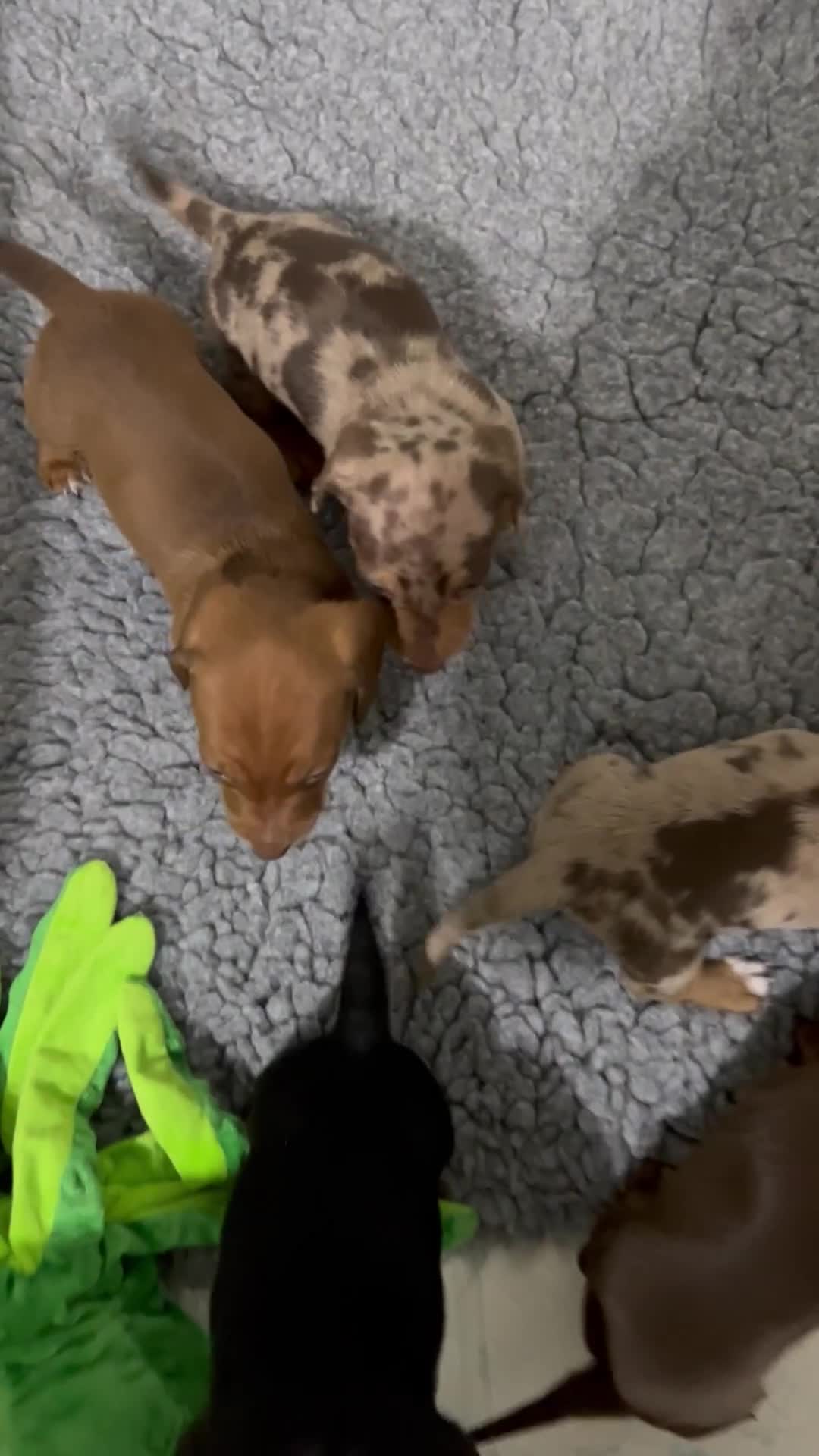 Miniature Dachshund dogs for sale: Multi coloured litter - Video 1