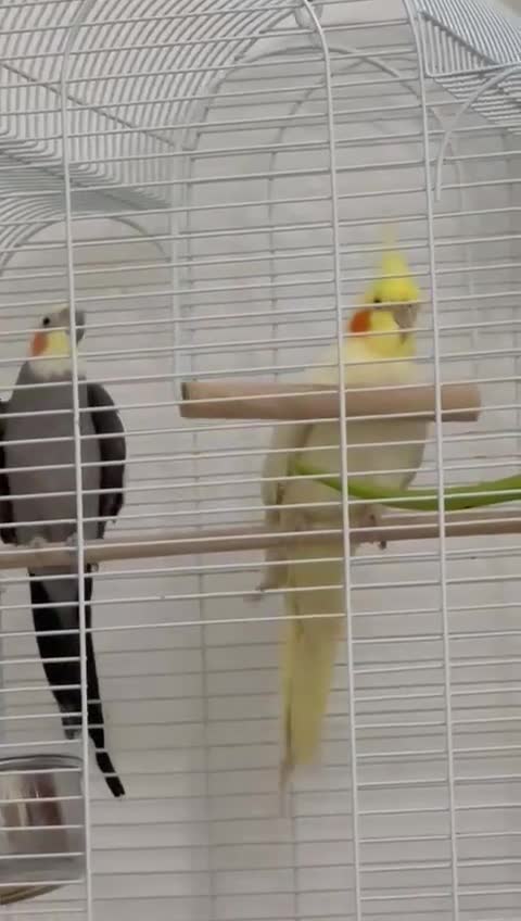 Cockatiels birds for sale: Two cockatiels  - Video 3