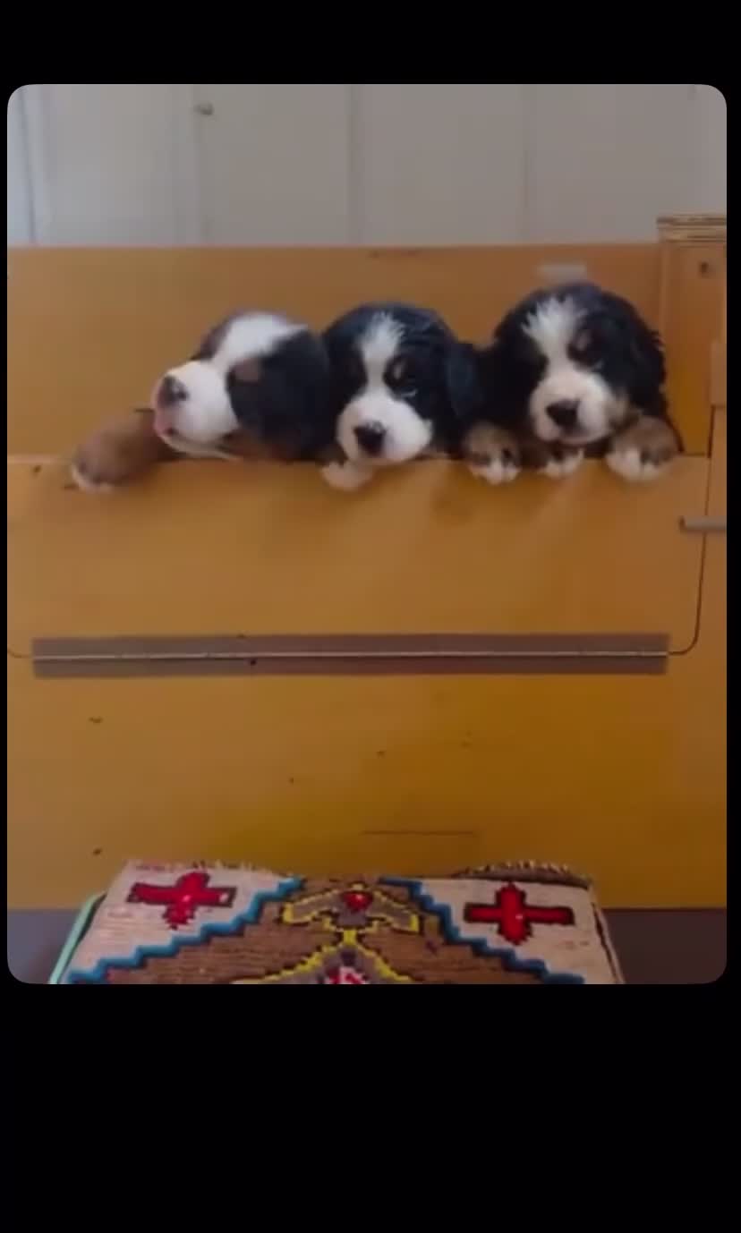 Bernese Mountain Dog dogs for sale: Gentle Friendly Bernese Mountain Dog For Good Home in Grimsby - Video 2