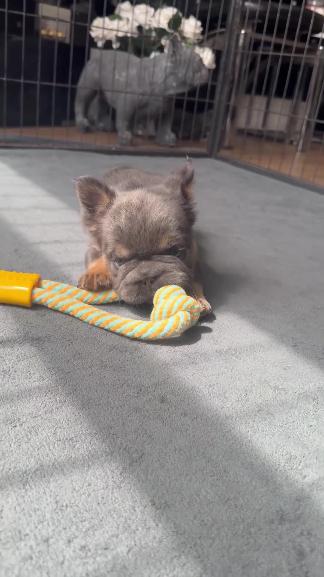 French Bulldog dogs for sale: Fluffy French Bulldog Puppies  - Video 1