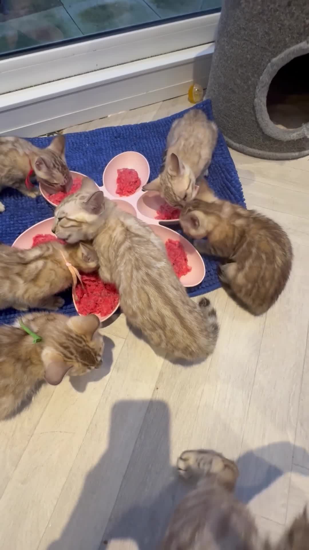 Bengal cats for sale: TICA Reg Bengal Kittens. Ready to Leave 30th June - Video 1