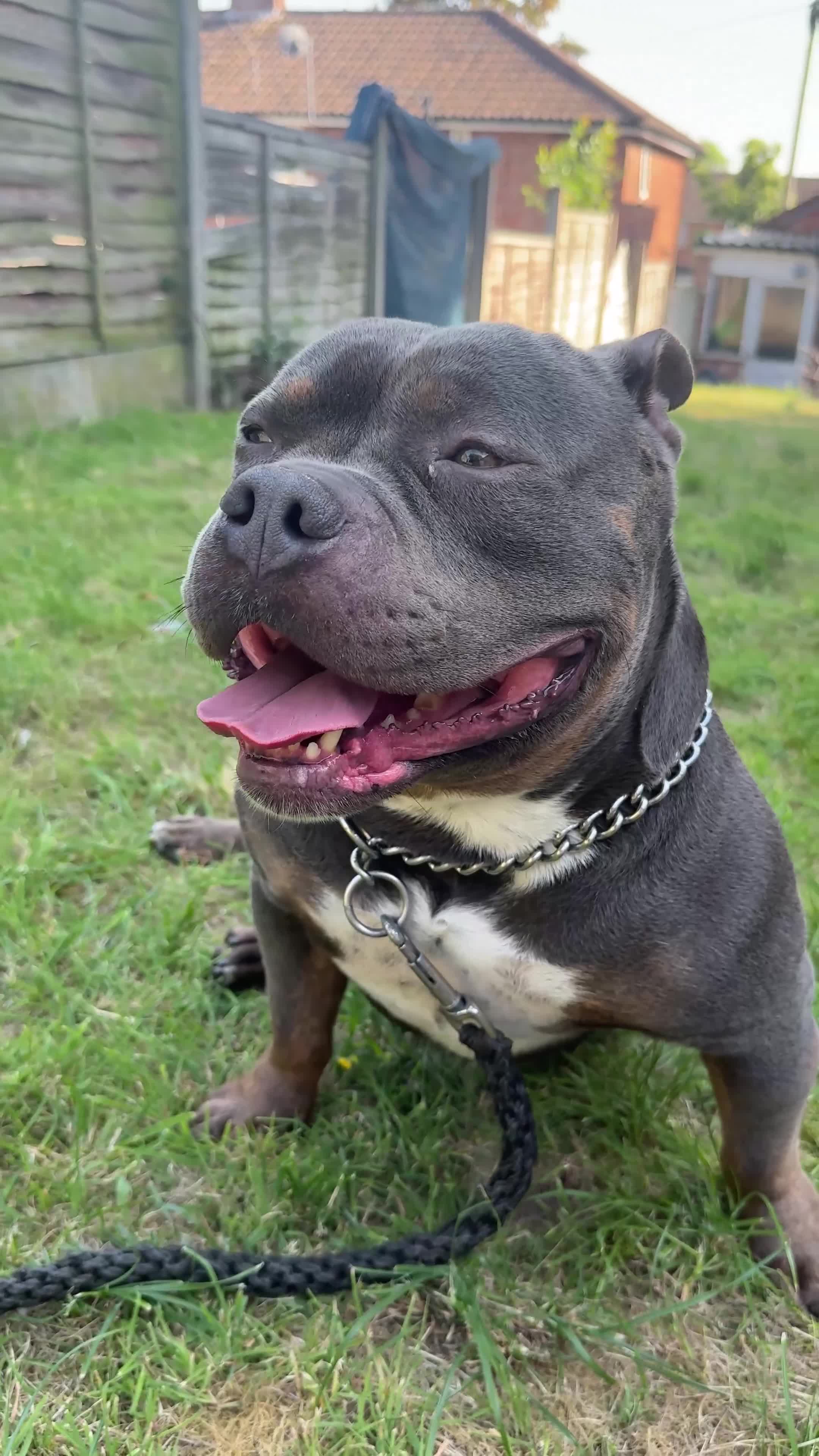 American Bully dogs for stud: Rocky – Blue Tri Pocket Bully Stud  - Video 1