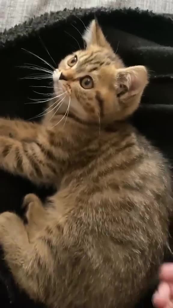 British Shorthair cats for sale: British short hair - Video 1