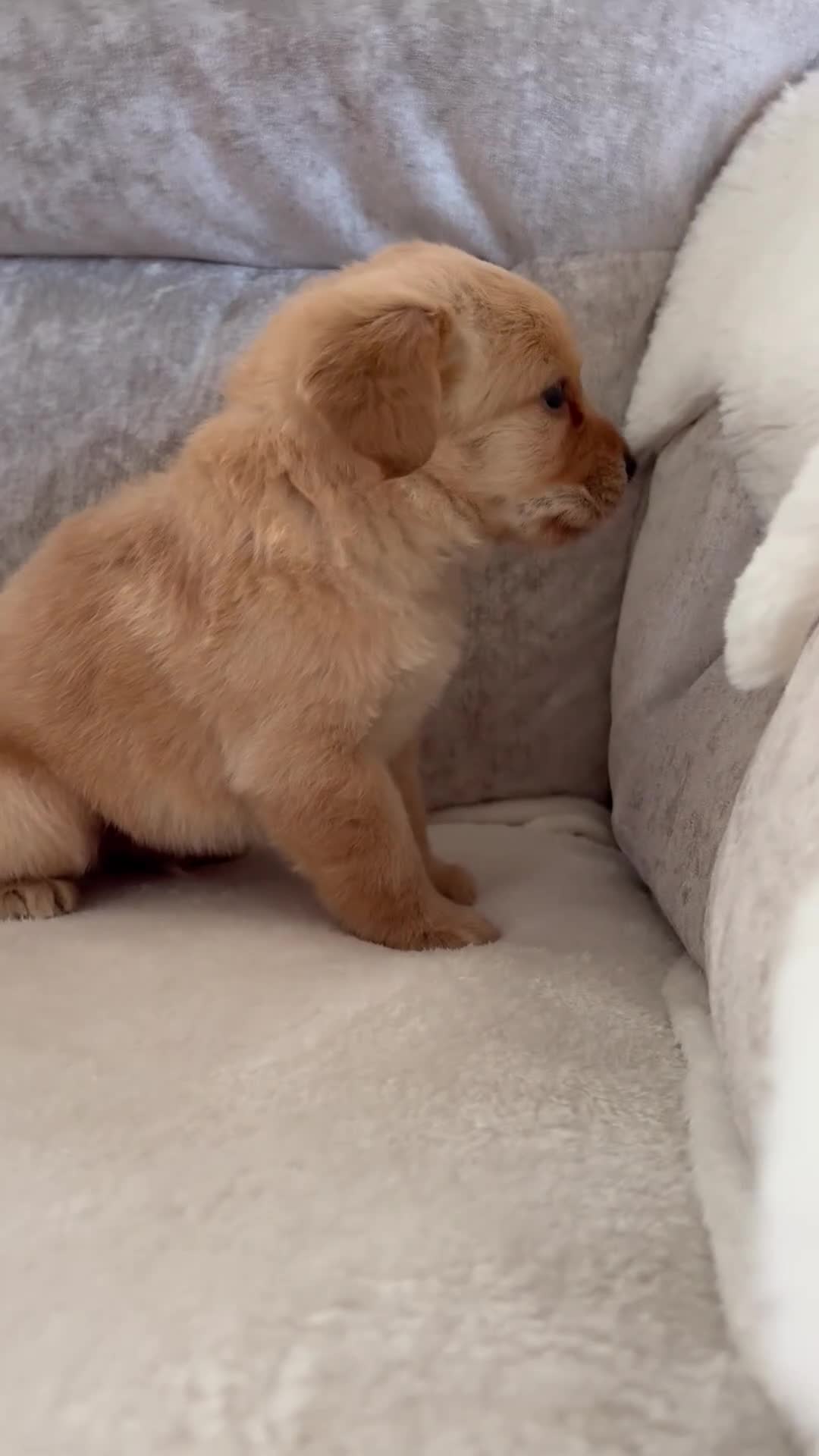 Labradoodle dogs for sale: Gorgeous f1 labradoodle puppies - Video 3