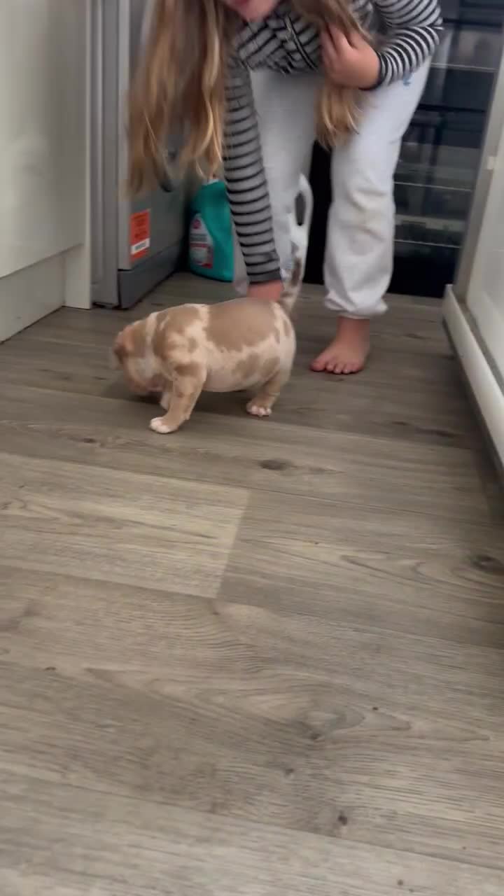 American Bully dogs for sale: Reduced pocket bully’s. Ready to leave! - Video 1