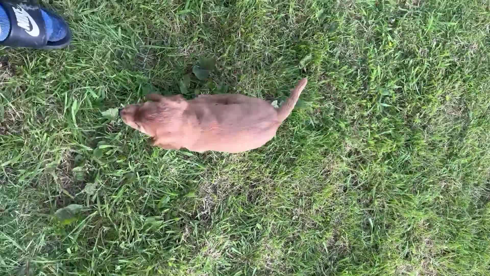 Cocker Spaniel dogs for sale: Working cocker spaniels - Video 1