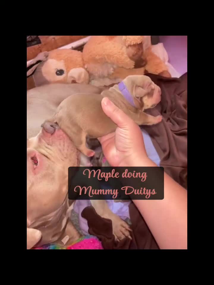 American Bully dogs for sale: Pocket bully puppy’s  - Video 2