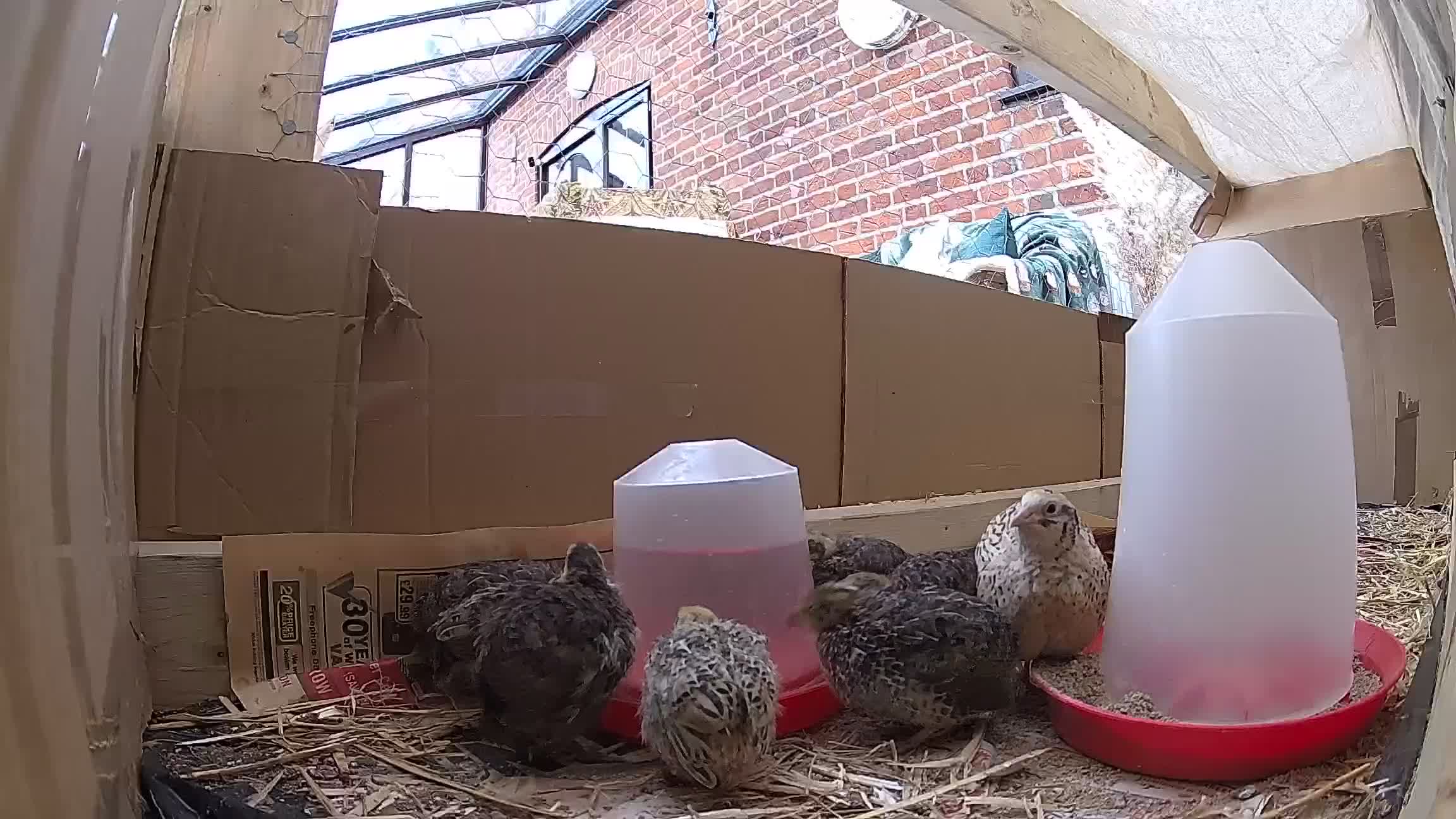 Quail poultry for sale: Healthy Coturnix Quails for sale, mix of colours - Video 1
