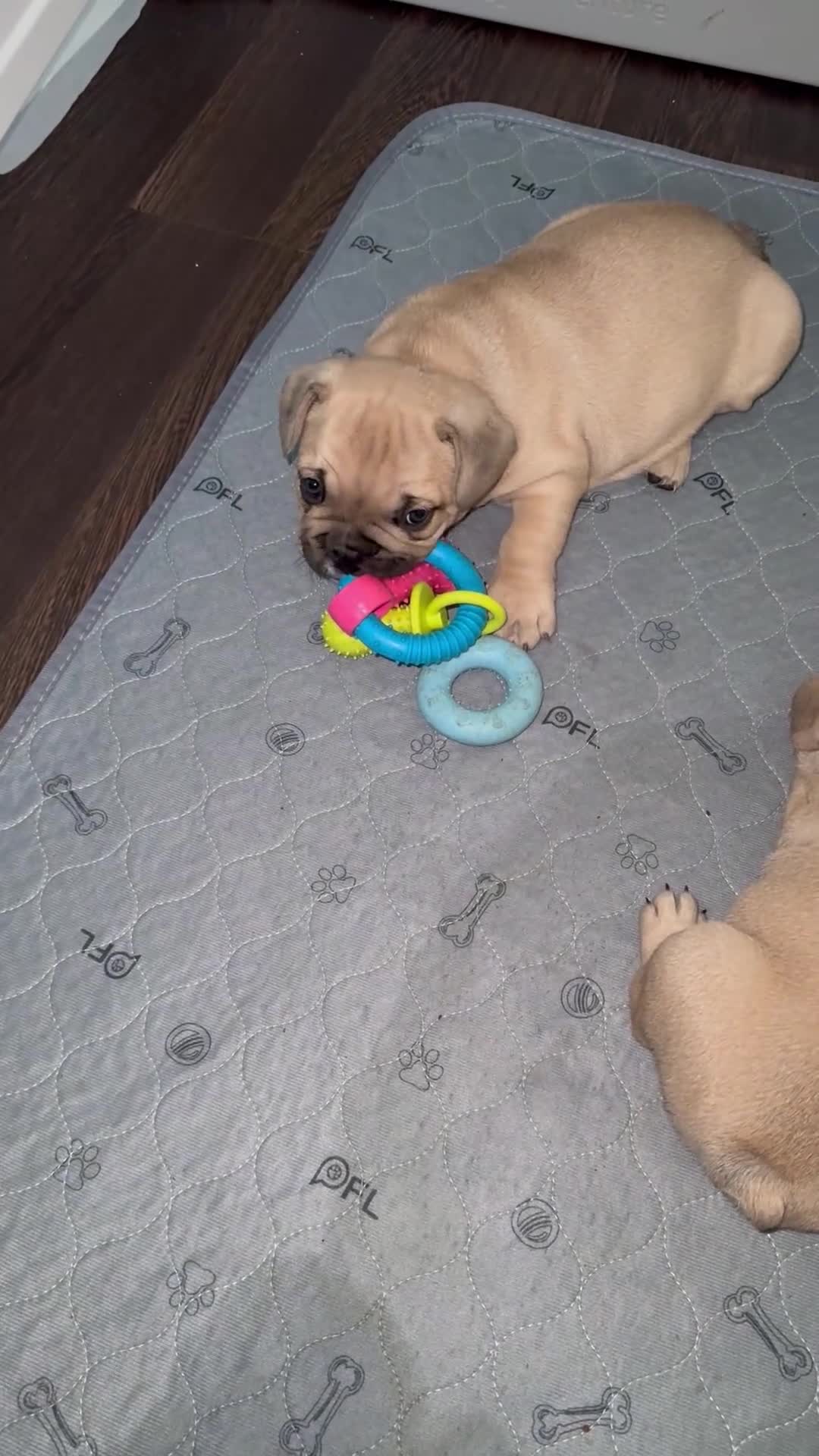 Mixed Breed dogs for sale: French bulldog/ British bulldog puppies  - Video 2
