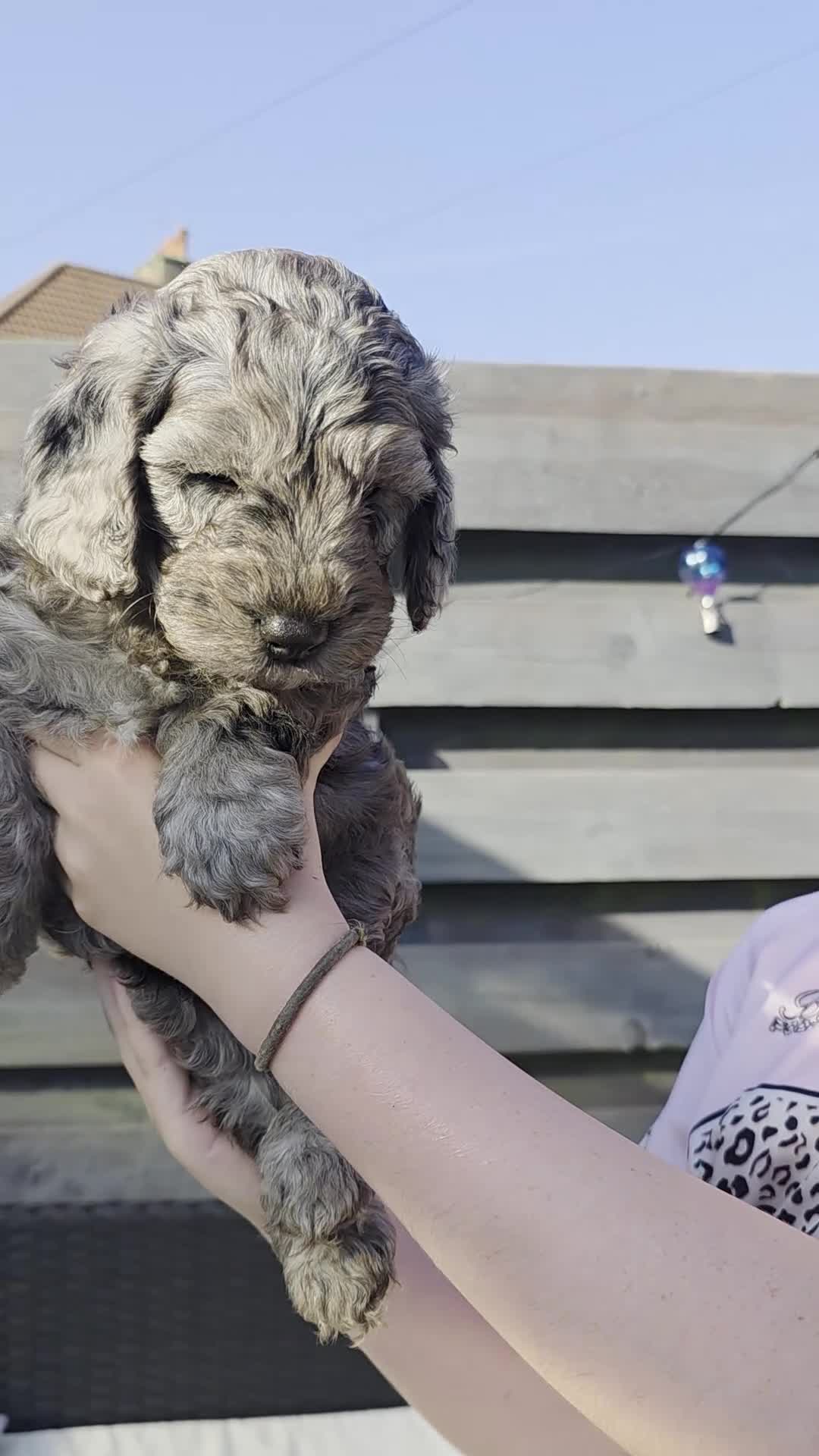 Cockapoo dogs for sale: Beaitiful F2 Cockappos  in Stevenston - Video 5