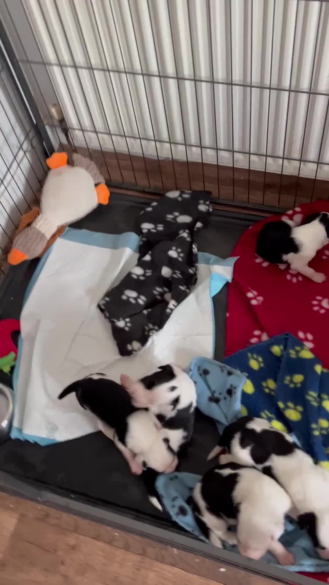 Sprollie dogs for sale: Sprollie puppies looking for  loving homes  - Video 1