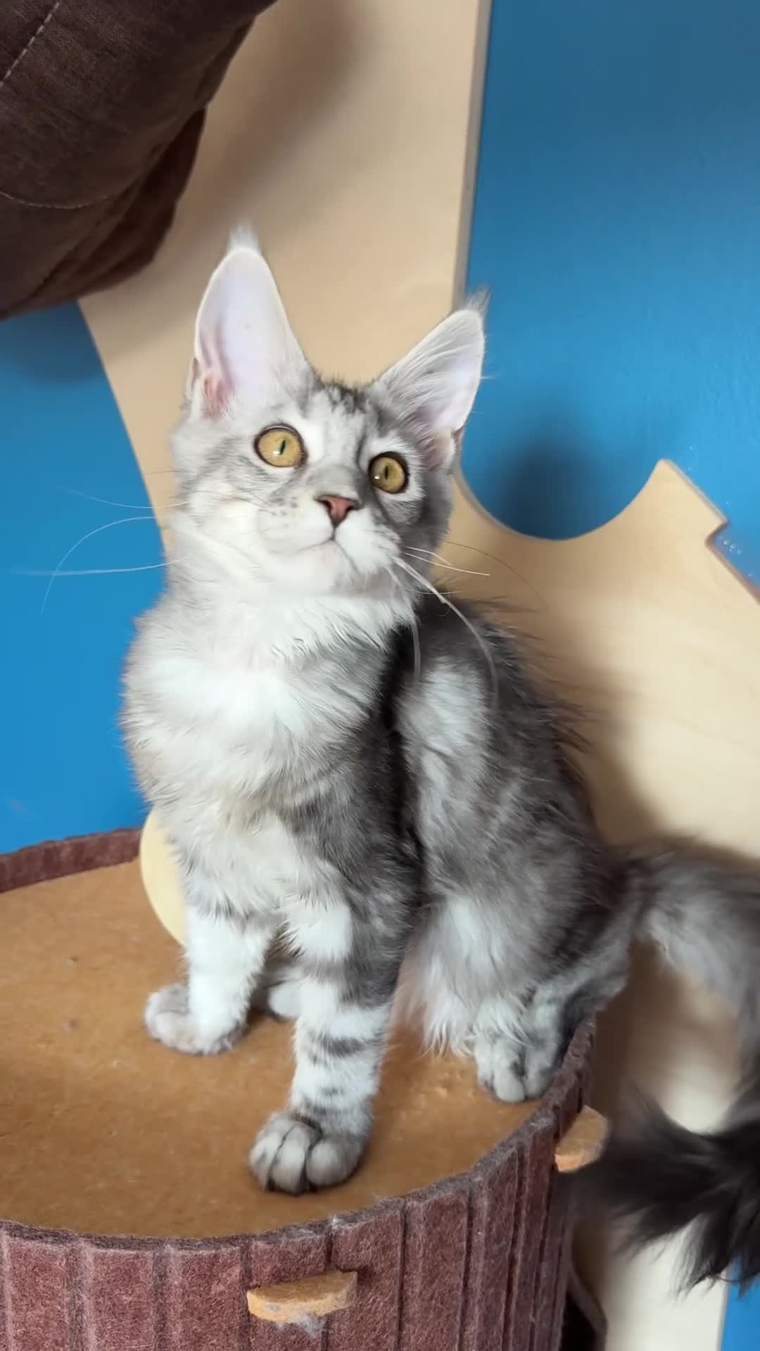 Maine Coon cats for sale: Polydactyl and non-polydactyl kittens  - Video 2