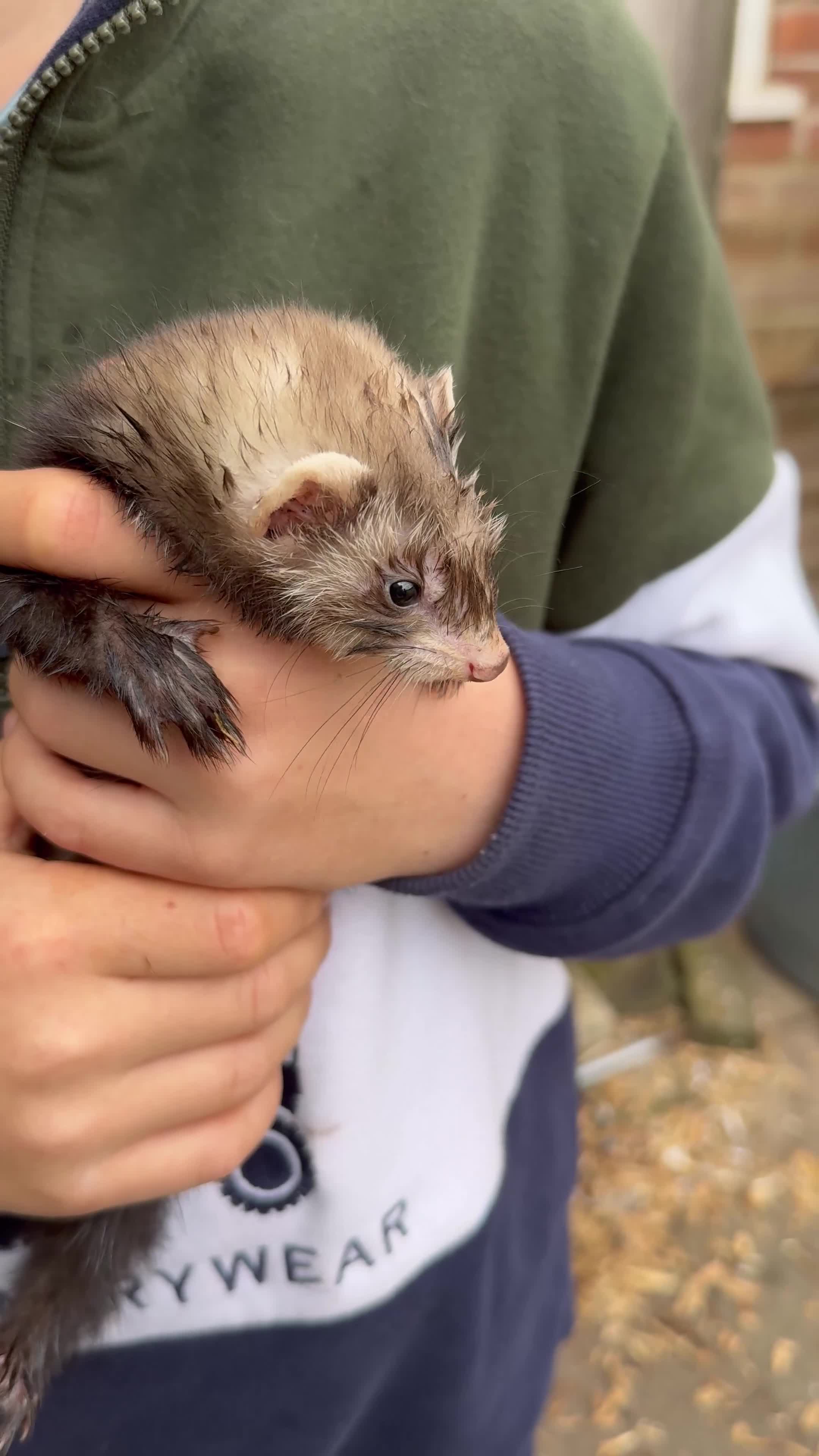 Ferret rodents for sale: Mixed albino and polecat ferret kits- well handled in Lichfield - Video 2