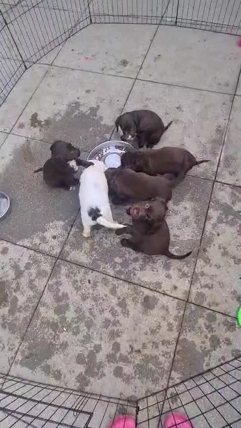 Sprocker dogs for sale: Sprockers  - Video 2