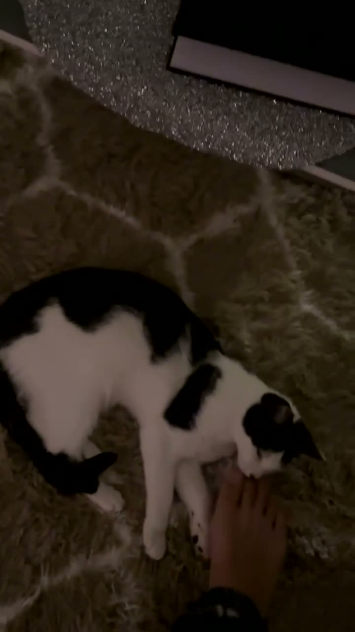 Mixed Breed cats for sale: Leuna - Video 1