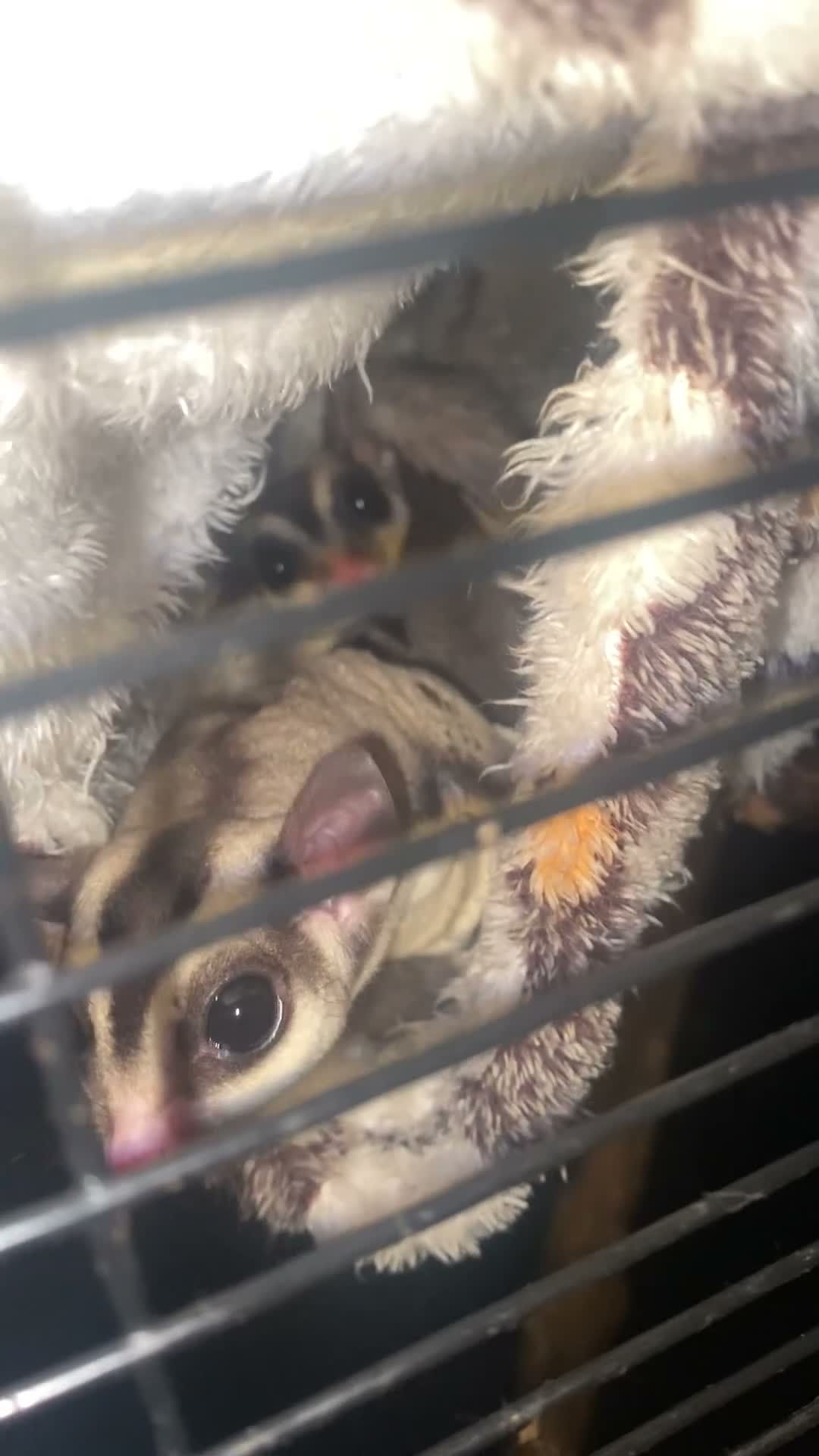 Sugar Glider rodents for sale: Unralater breeding pair  - Video 2