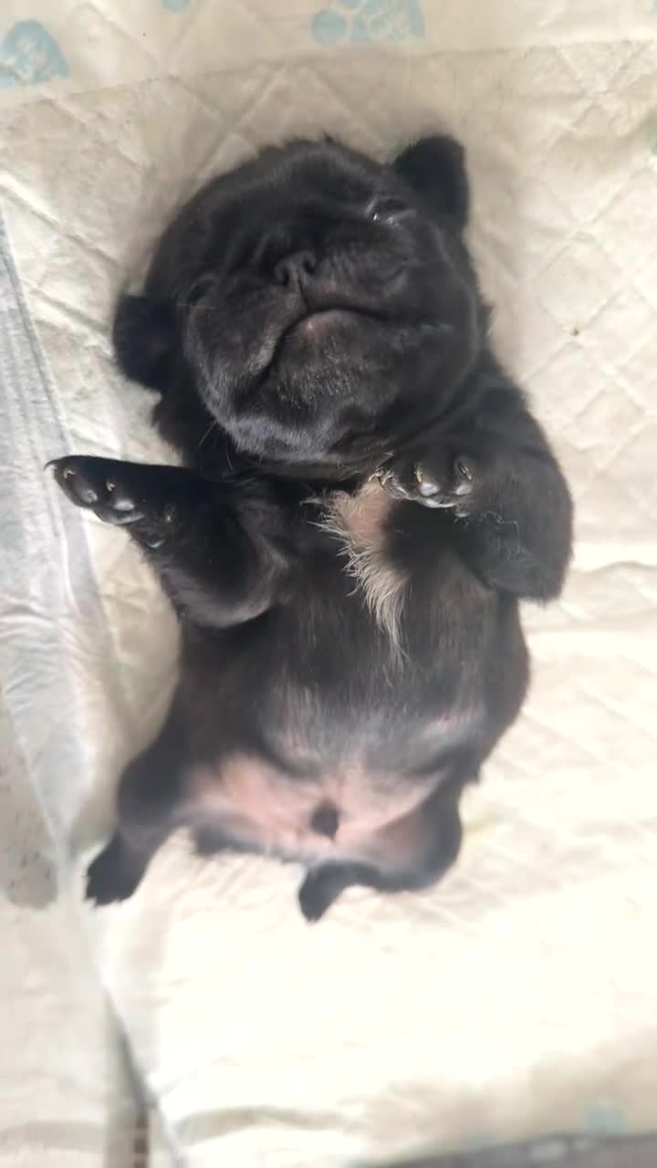 Pug dogs for sale: Beautiful black pugs in Motherwell - Video 1