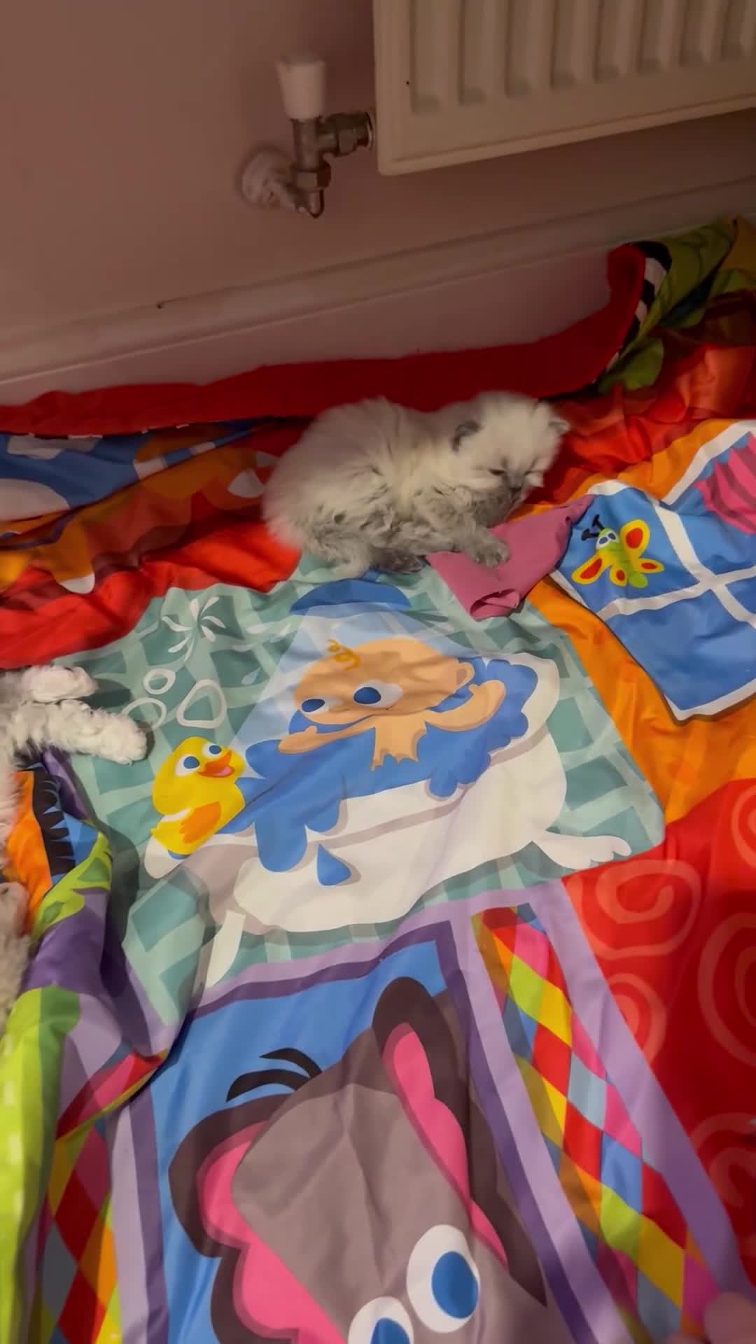 Ragdoll cats for sale: Kitten looking for loving home  - Video 4