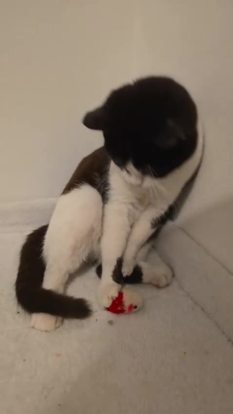 British Shorthair cats for sale: 3 Months Old Kitten Ready To Go Home in Birmingham - Video 2