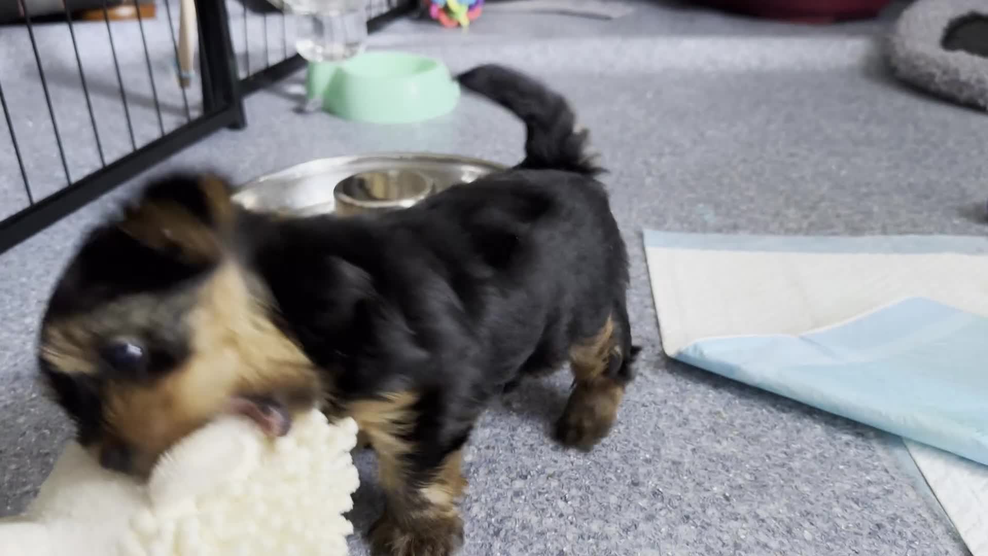 Yorkshire Terrier dogs for sale: KC registered Yorkshire Terrier puppy in Worthing - Video 2