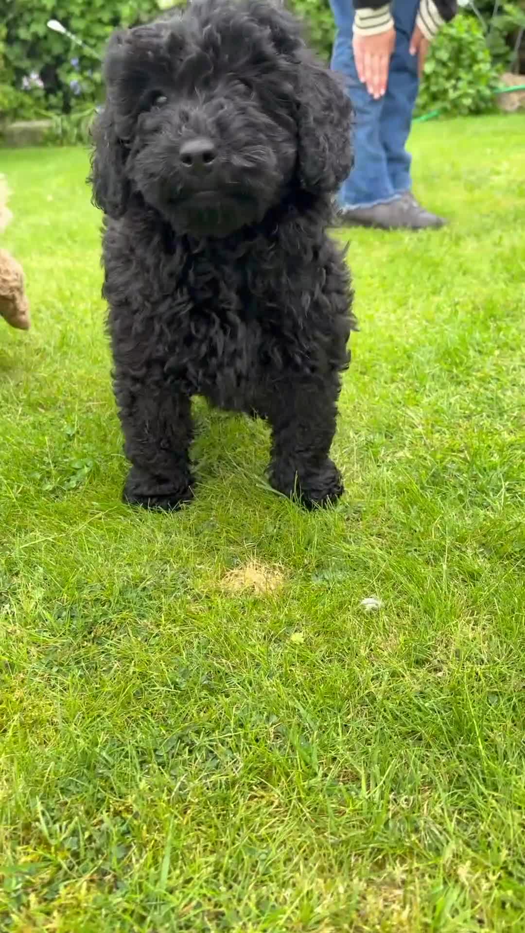 Cockapoo dogs for sale: Cockapoo Puppies!! 🐶  - Video 3
