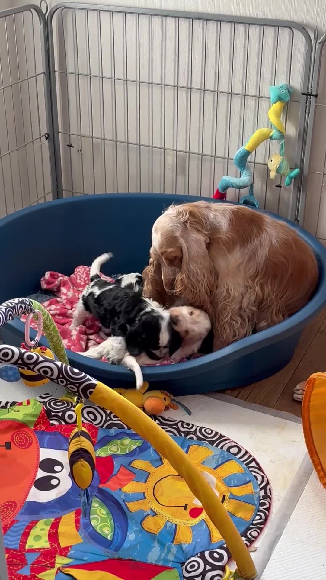 Cocker Spaniel dogs for sale: Quality show type KC reg. blue roan pups. in York - Video 1