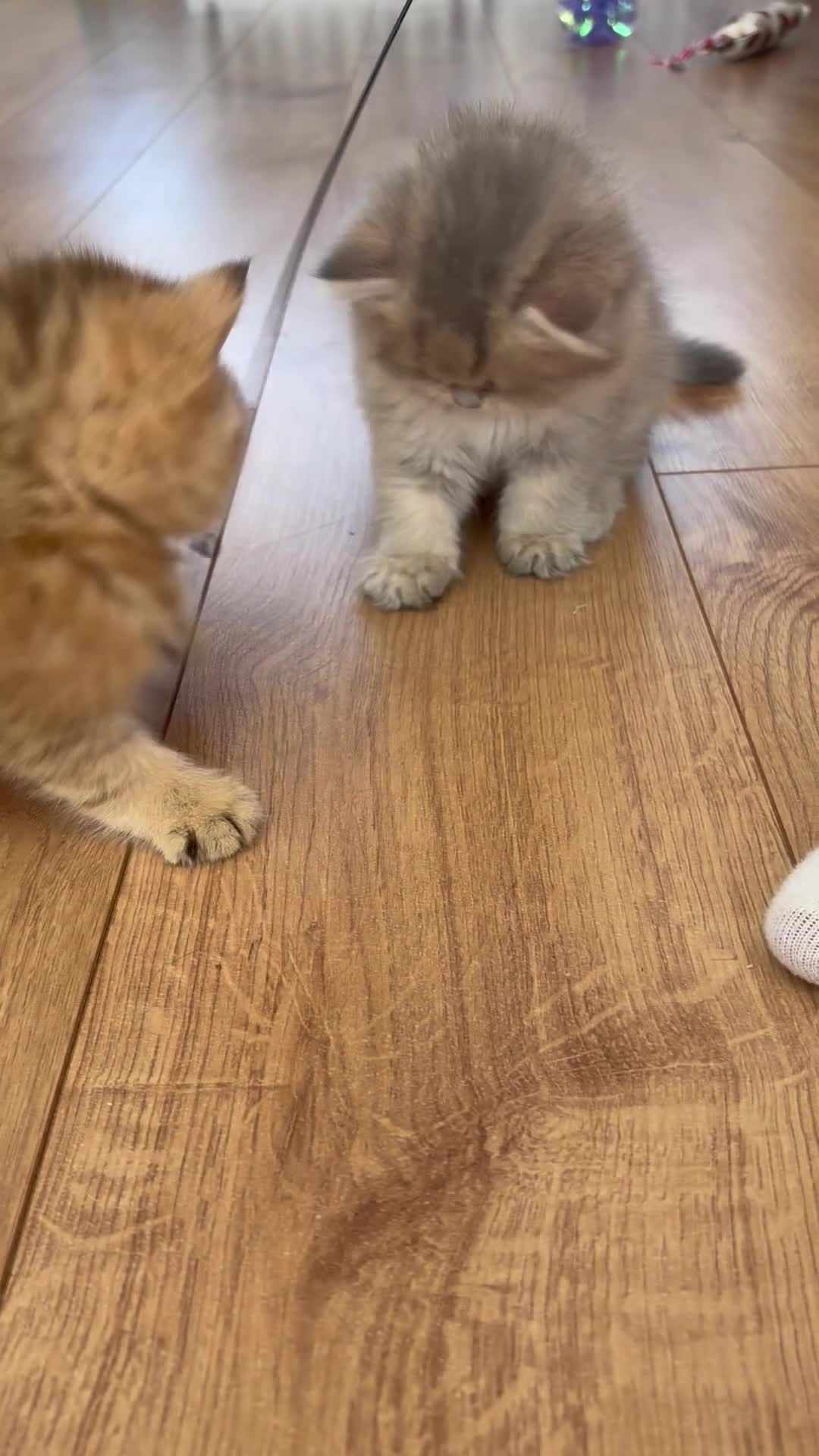British Shorthair cats for sale: GOLDEN BSH KITTENS AVAILABLE FOR RESERVATION - Video 2