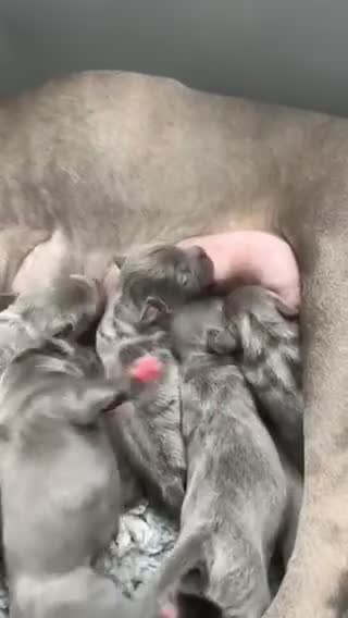 Staffordshire Bull Terrier dogs for sale: Blue Staffordshire Bull Terrier Pups Family Raised - Video 2