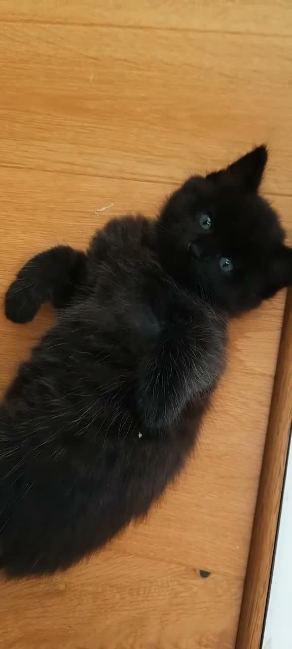 Mixed Breed cats for sale: 3 Adorable Black Kittens looking for Home - Video 1