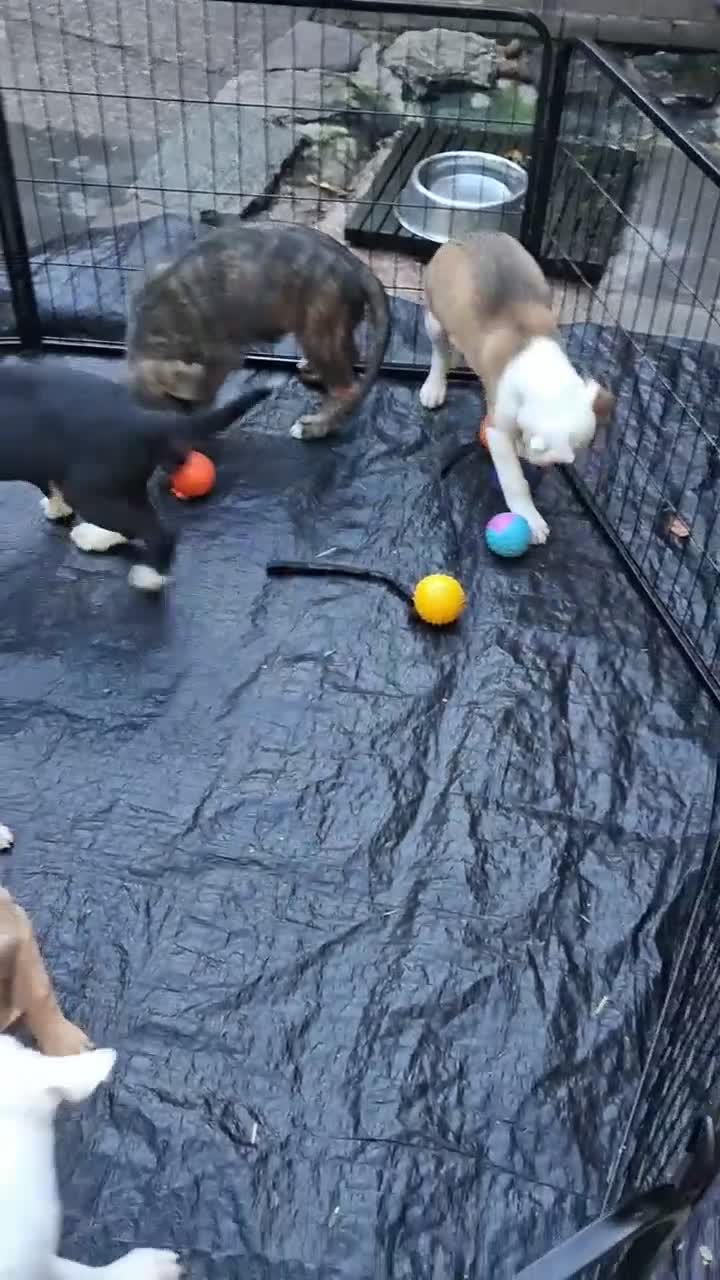 Lurcher dogs for sale: Beautiful well bred lurcher puppies - Video 1