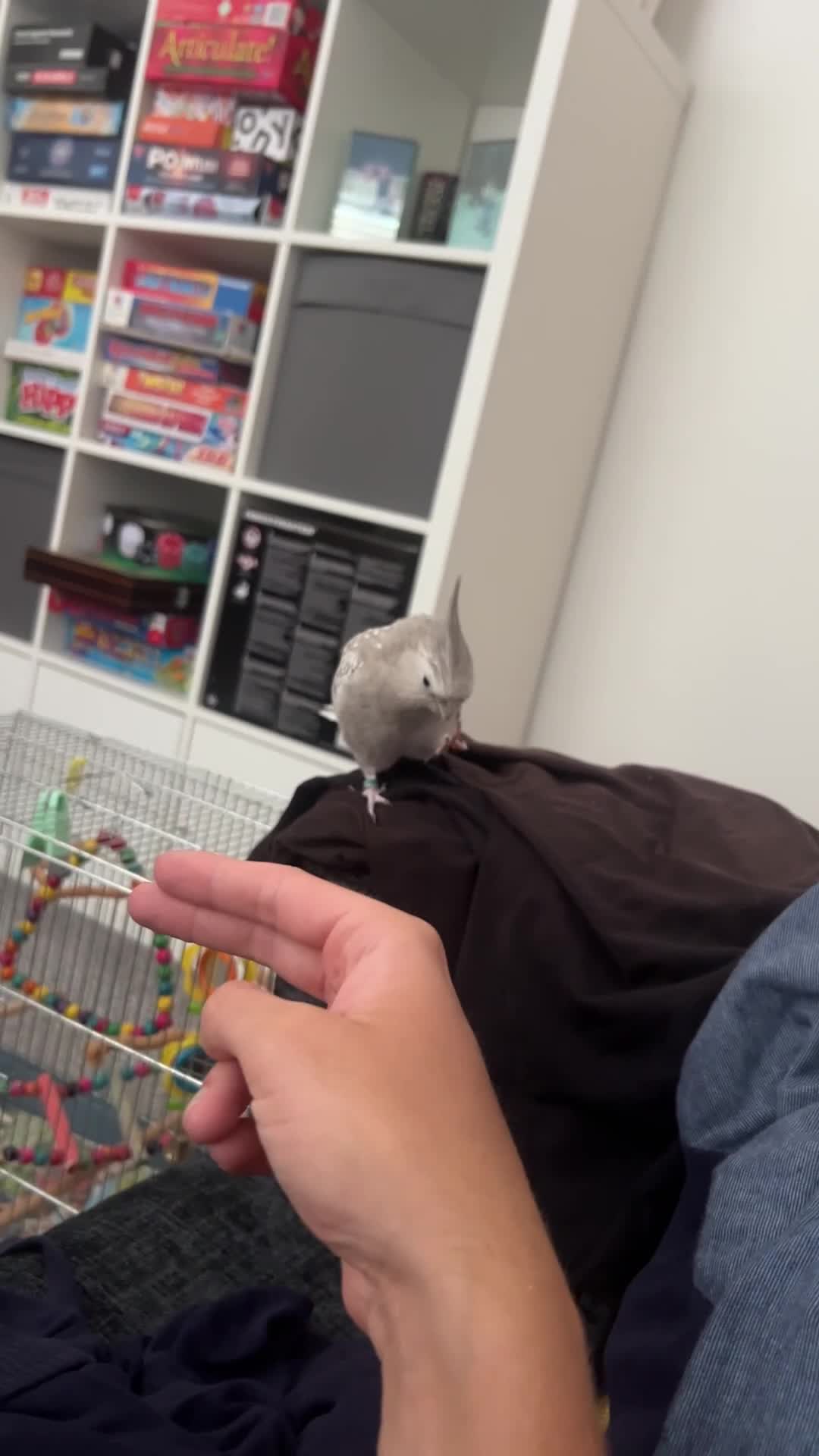 Cockatiels birds for sale: Shadow pearl grey  - Video 1