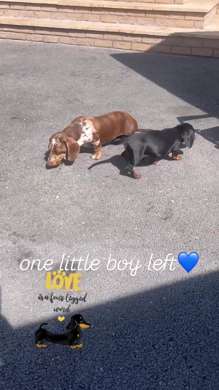 Dachshund dogs for sale: Beautiful Dachshund puppy  - Video 1