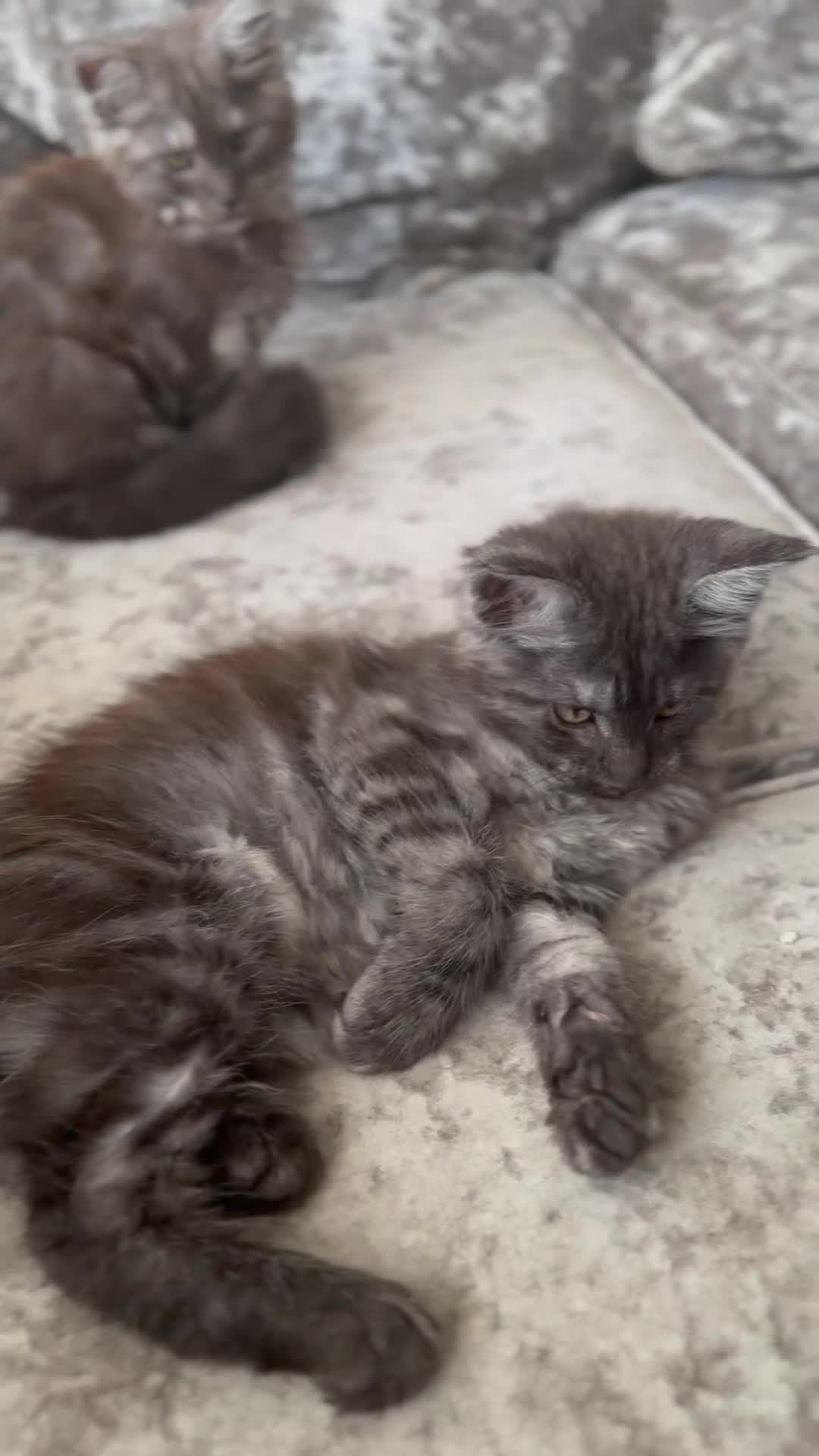 Maine Coon cats for sale: XXL Maine Coon Kittens Double TICA Champion lines  - Video 2