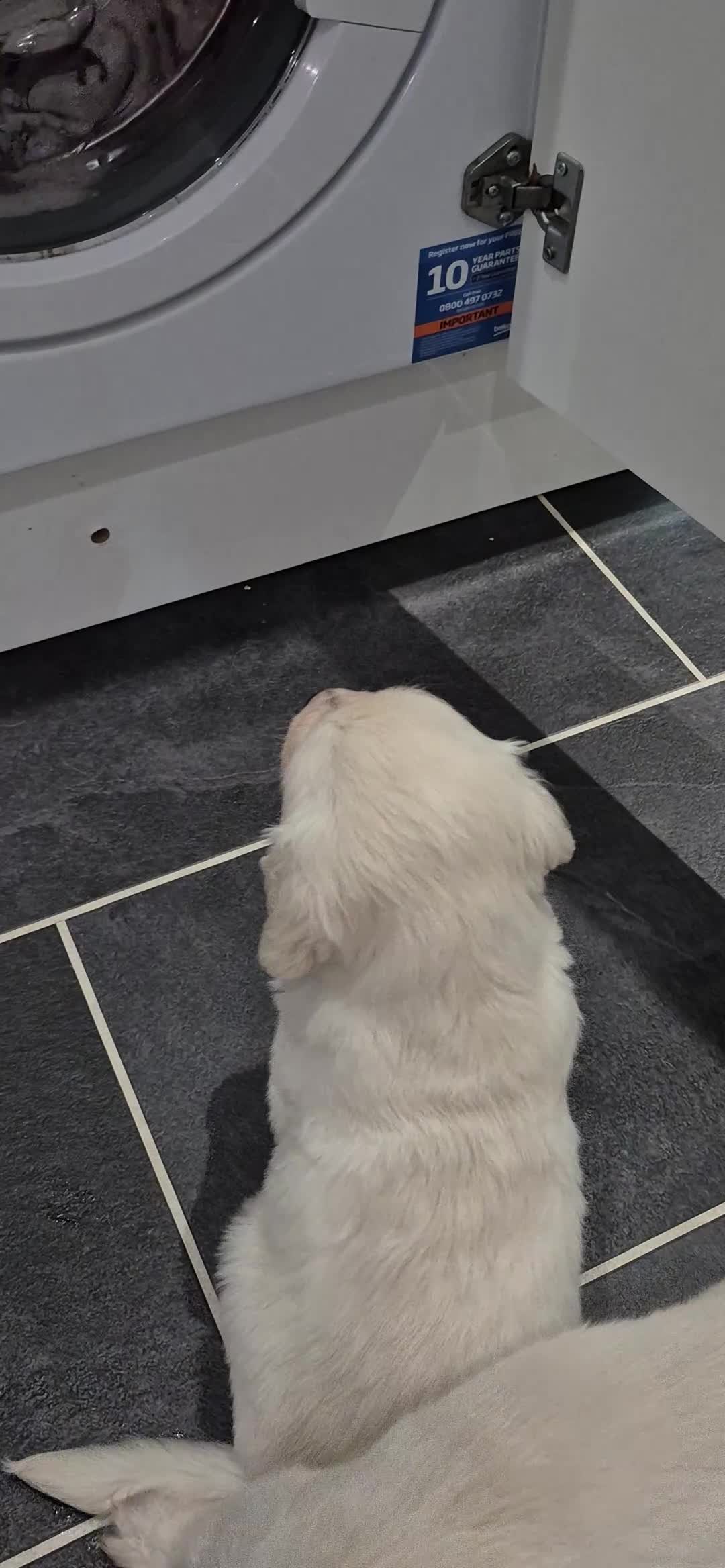 Golden Retriever dogs for sale: Golden retriever beautiful cream puppies - Video 1