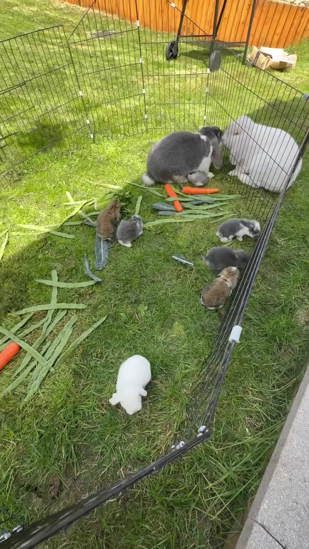French Lop rabbits for sale: Pure breed giant French lop bunnies for sale 🐰 - Video 1